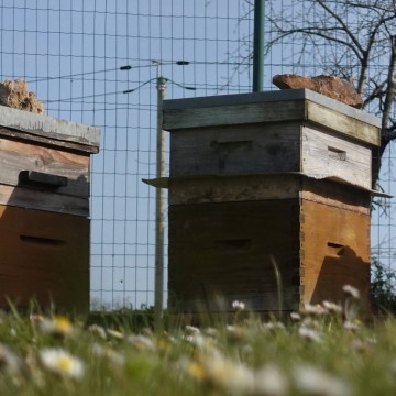 Un espace en plus… pour les abeilles !