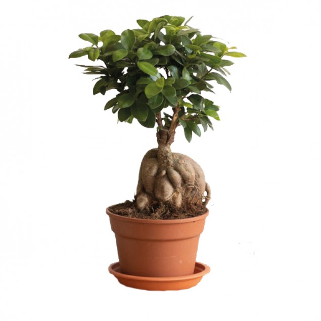 Plante Jim – Bergamotte
