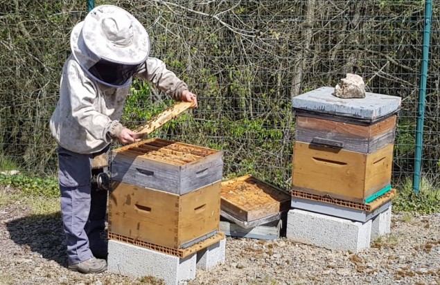 Récolte du miel des ruches implantées au siège de l’entreprise.
