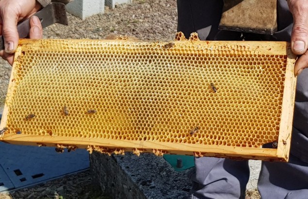 Les abeilles de Gustave 
